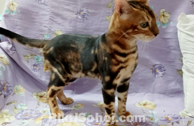 Bengal cat male kitten.